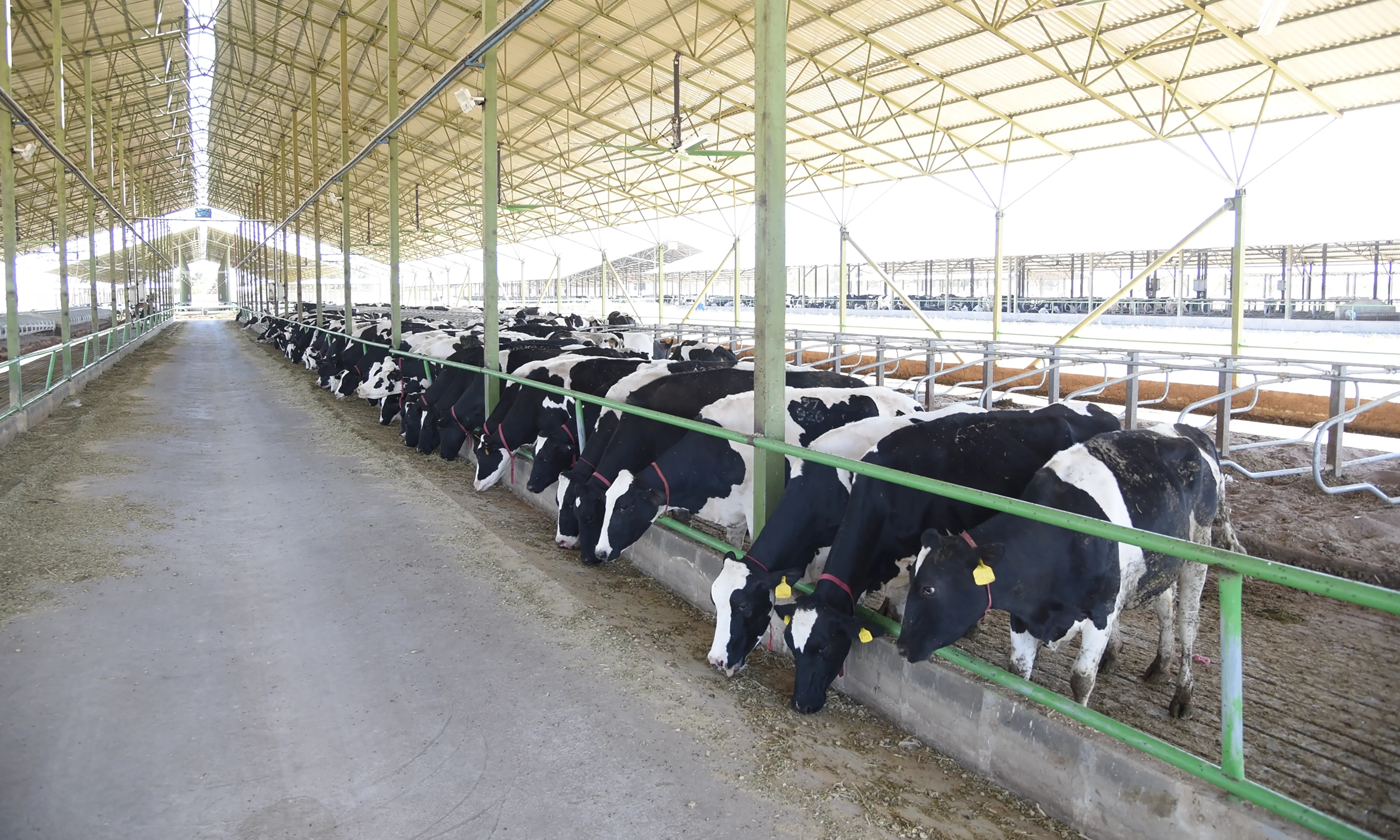 دامداری صنعتی