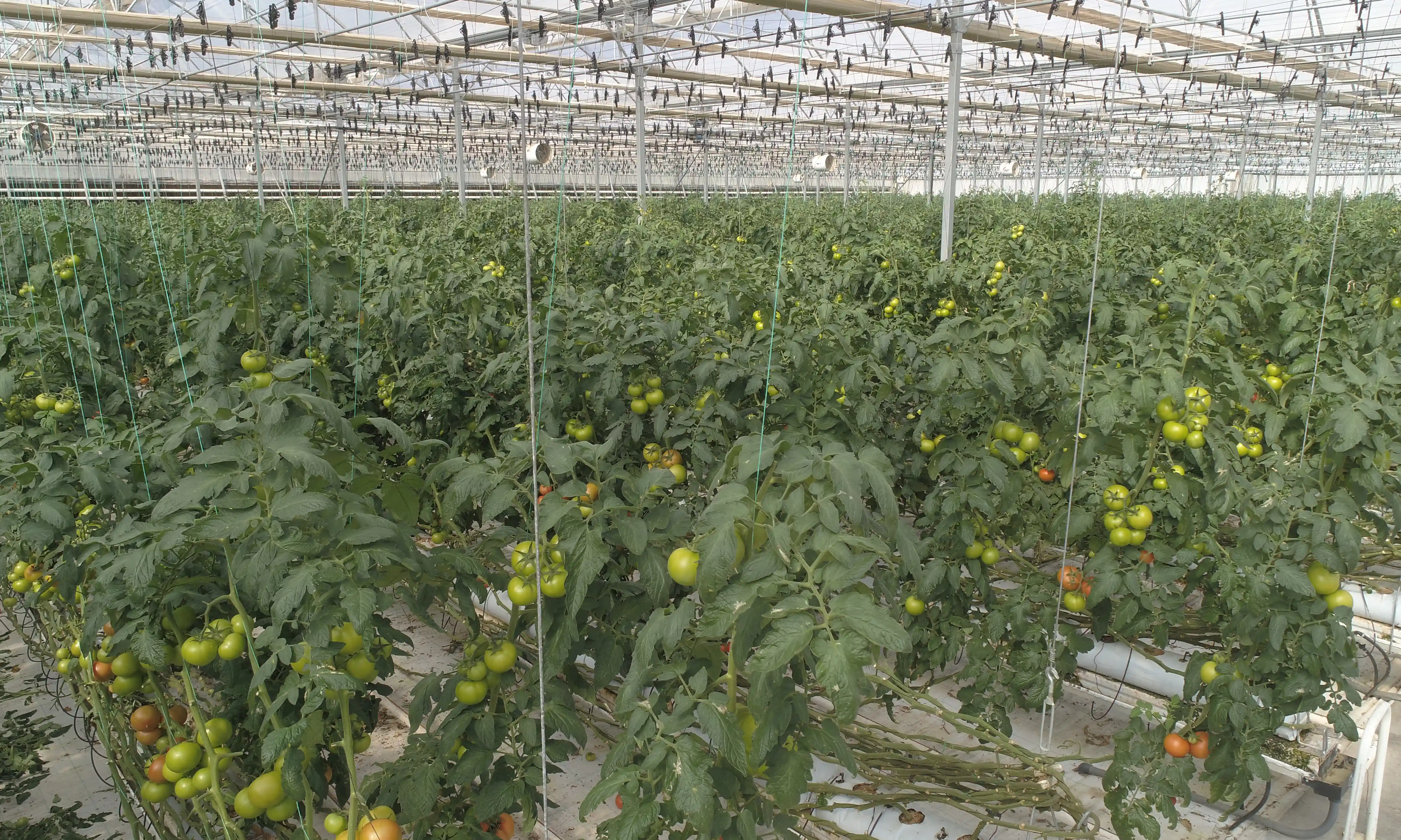 گلخانه های صنعتی