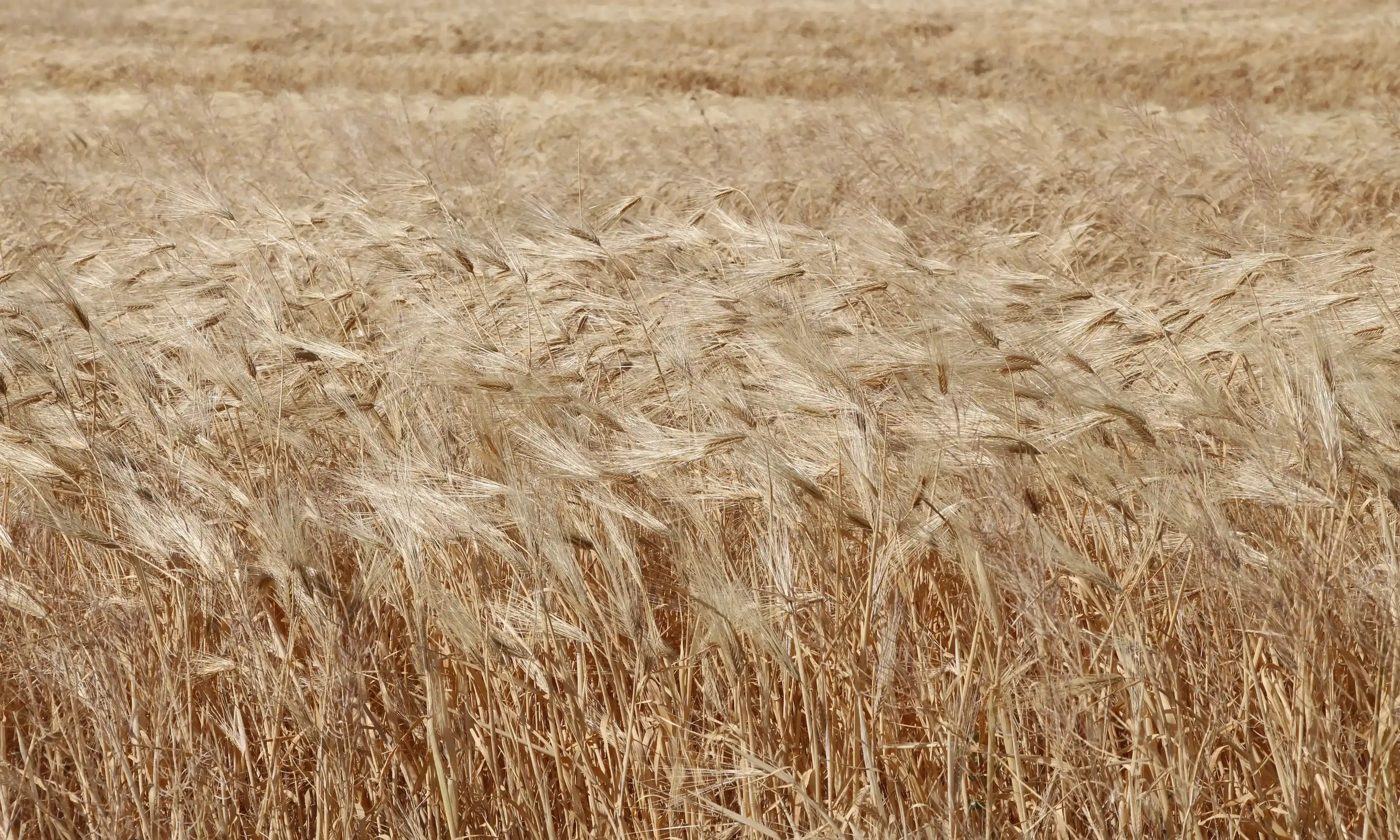 پروژه تجاری