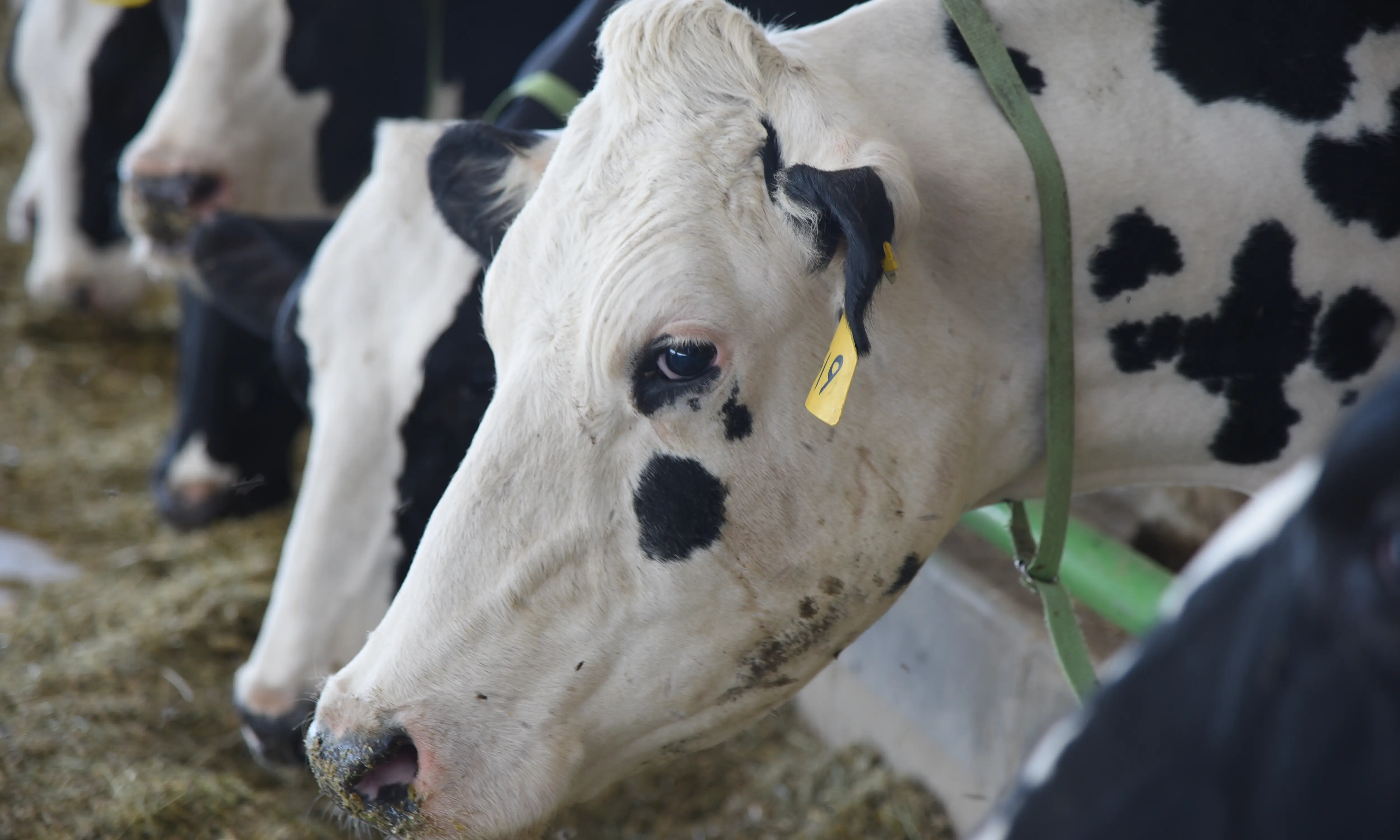 پروژه مسکونی